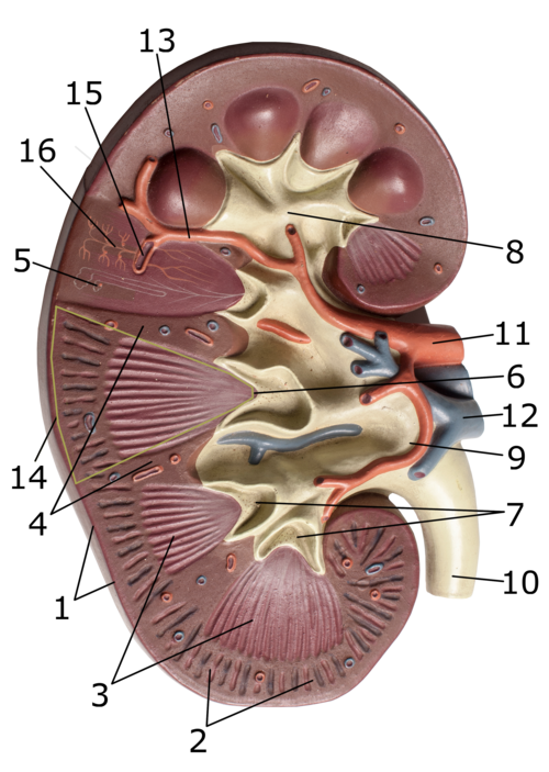 Kidney Calculator
